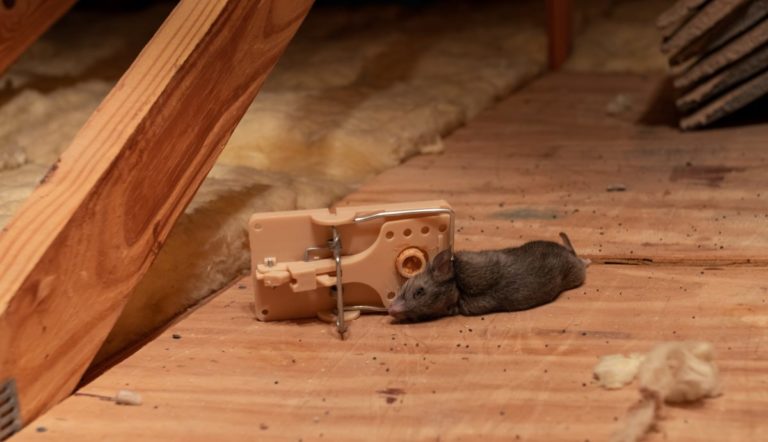 dead-rodent-caught-in-snap-trap