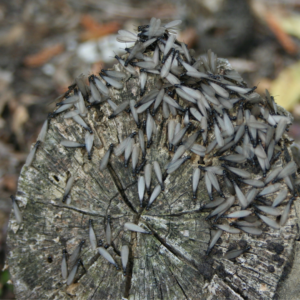 Swarming termites descend on a wood stump. 