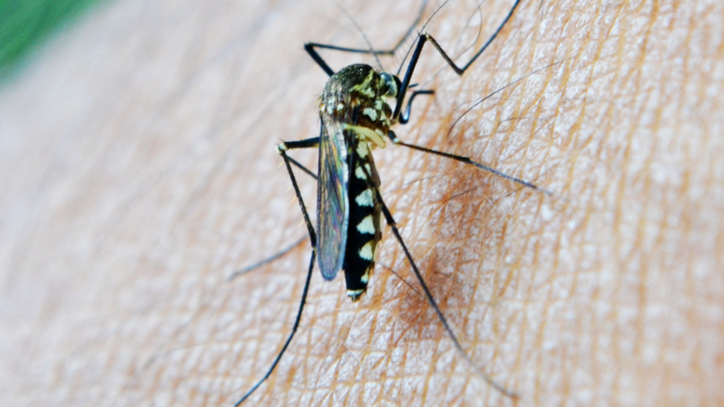 A mosquito bites a person.