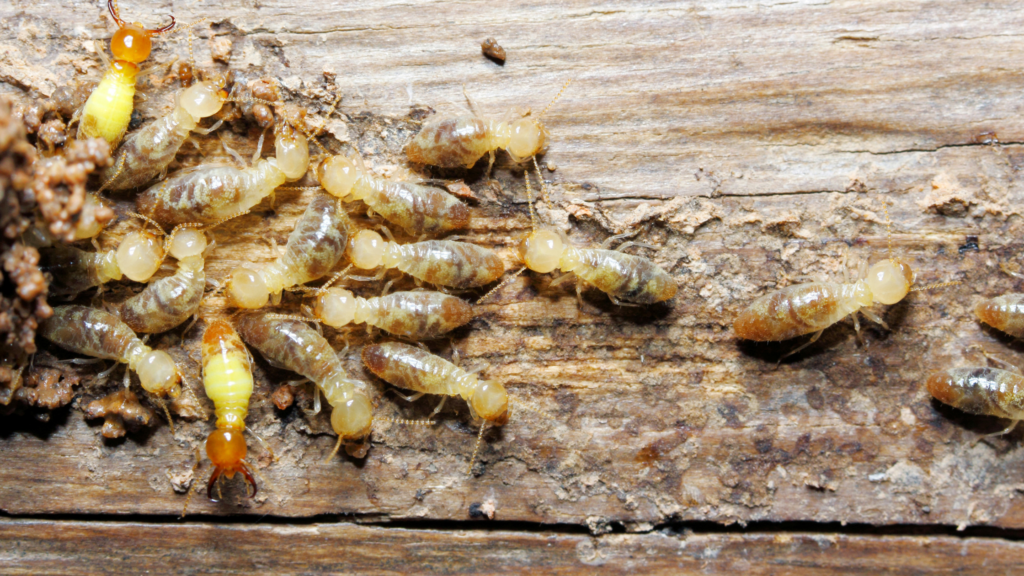 A group of termites eating through wood in a home. Because of the damage they can cause, preparing for termite swarming season is important.