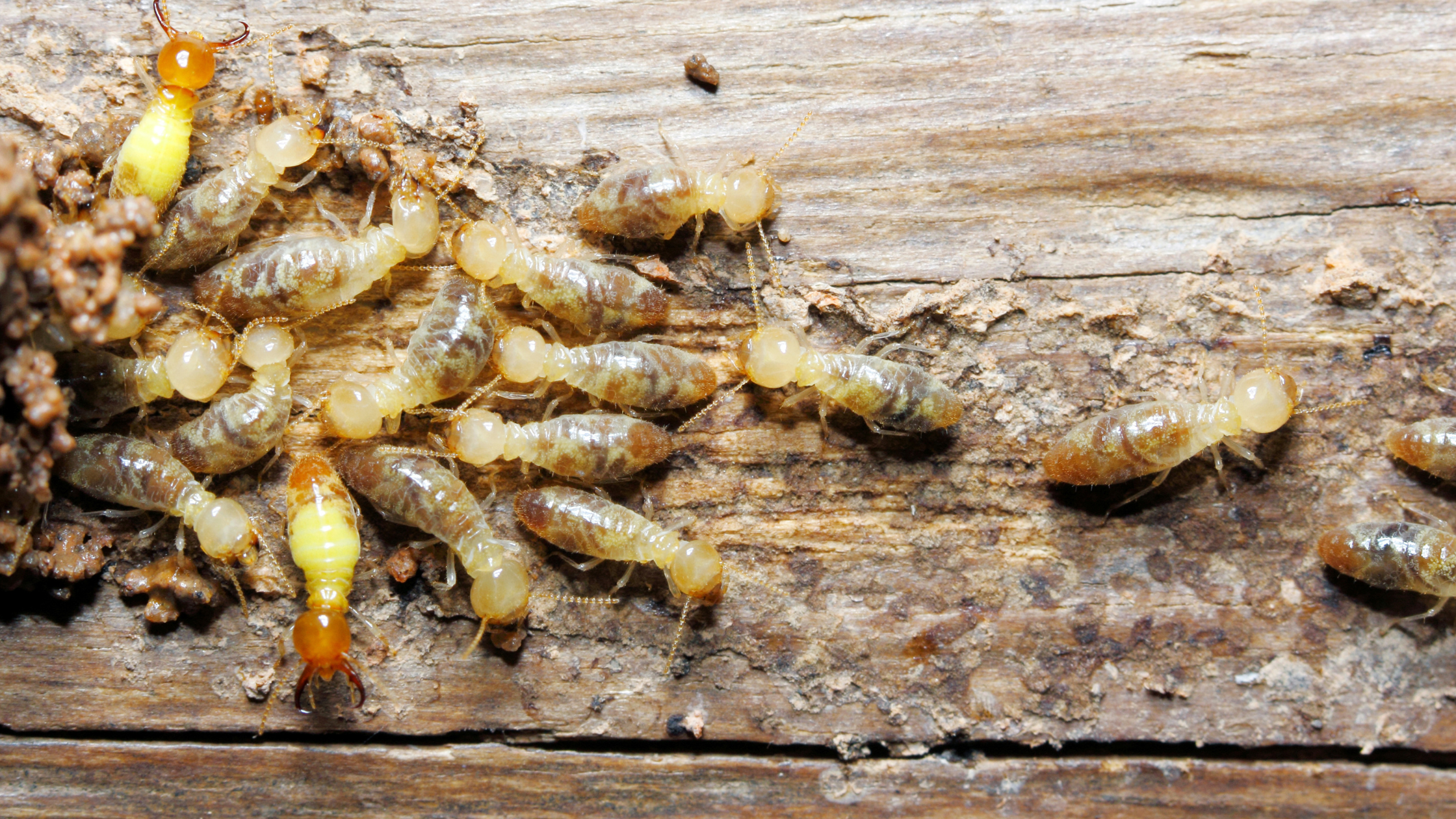 A group of termites eating through wood in a home. Because of the damage they can cause, preparing for termite swarming season is important.