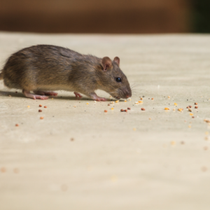 Mouse eating crumbs on countertop in your home