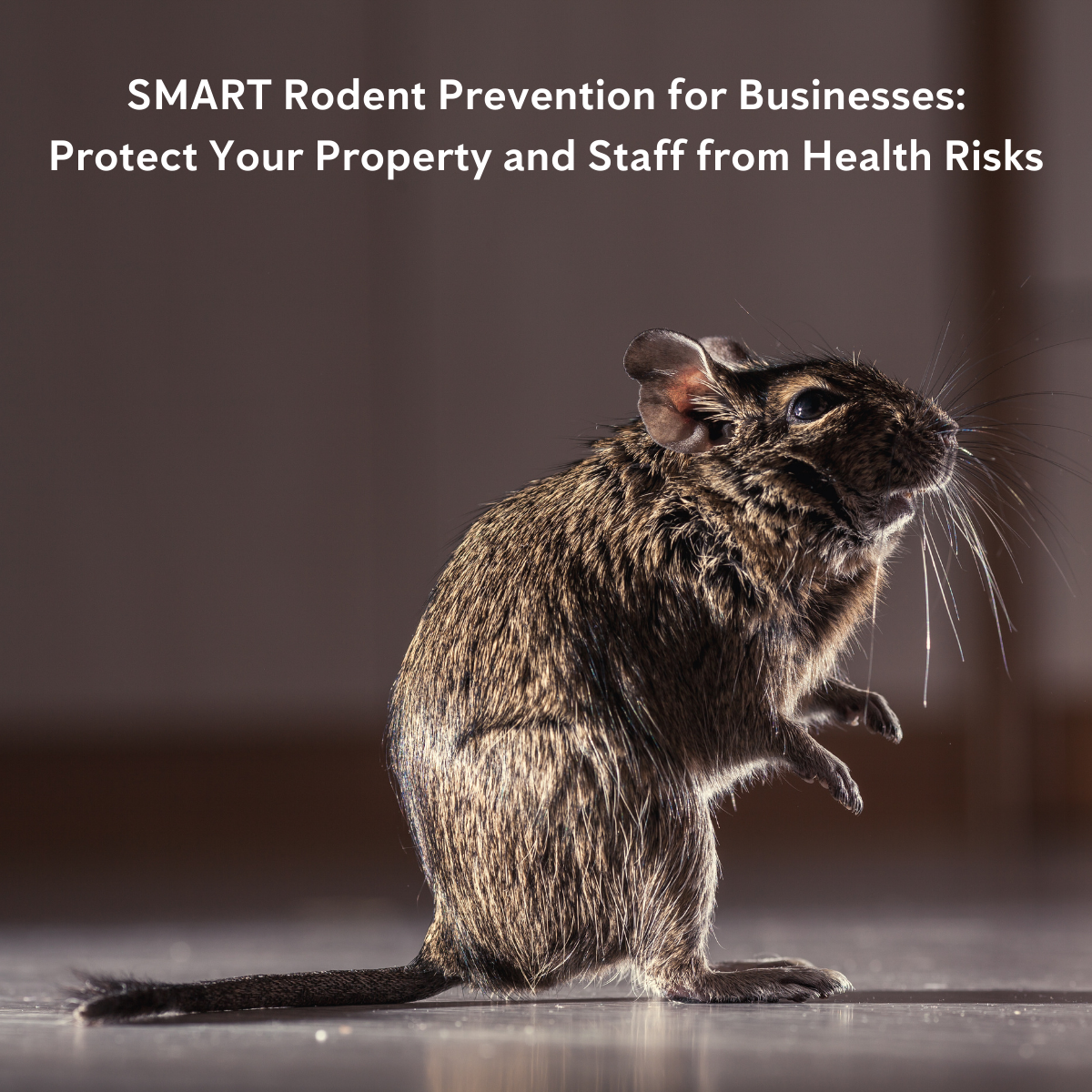 Rodent Prevention for Businesses: Protect Your Property and Employees from Health Risks