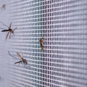 Mosquito season prep and prevention often includes putting screens around windows.