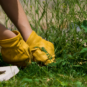 A person pulls weeds from their yard.