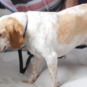 A bed bug detecting dog sniffs out bed bugs on a mattress.