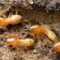 Contrary to popular belief, termites are active during winter and most do not die off.