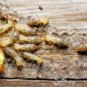 A group of termites eating through wood in a home. Because of the damage they can cause, preparing for termite swarming season is important.