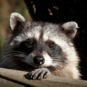 A racoon peeks over the back deck of a home.