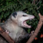 Unwanted possum in tree branch