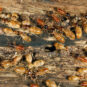 termites on wood