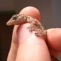 captive-gecko